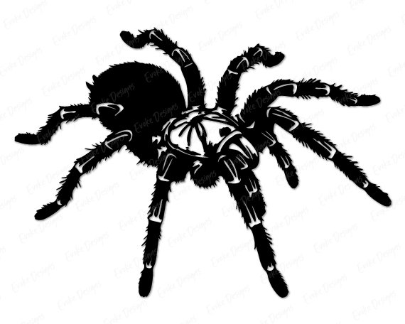 Silhouette image of a tarantula spider with a bold and striking design. The spider has thick, hairy legs that curve outward with lifelike texture, giving it a realistic and slightly intimidating presence. Its body is full and rounded, with distinct segmentation and intricate detail. The tarantula’s fangs are prominently visible, large and sharp, adding to the dramatic and fierce appearance.