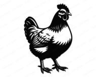 Black silhouette image of a chicken standing in full profile with detailed layered feathers, a pointed comb, wattle, and long sweeping tail. This backyard chicken design shows fine feather texture and scaled legs in a minimalist outline style. The farmhouse hen clipart is a vector cut file with transparent background, ideal as a digital svg or png graphic.