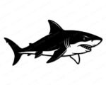 Black silhouette image of a fierce shark with sharp triangular teeth grinning wide, powerful tail fin swooshing behind this ocean predator! This bold shark vector design shows sleek body, pointed dorsal fin, curved pectoral fins, and dramatic gill slits. This toothy great white style shark has that classic sea creature smile that makes him look ready to swim right off your project!