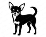 Chihuahua dog SVG PNG clipart on transparent background. Black silhouette of a smiling Chihuahua standing in profile, featuring large pointed ears, wide expressive eyes, fluffy chest, slender legs and a curved upright tail. Miniature Chihuahua vector illustration with minimalist outline detail.