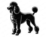 A detailed black poodle clipart showing a full body side view of a standard poodle in a classic show continental haircut. The poodle stands proud and alert, facing left, with a fluffy rounded top knot, curly chest fur, pom pom anklets on all four legs and a curved tail with a pom at the tip. Detailed poodle silhouette png and svg vector on a transparent background.