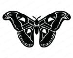 Black silhouette image of a large atlas moth with both wings fully spread in a symmetrical pose. The atlas moth has wide upper and lower wings filled with detailed oval markings, curved edges, and fine inner line details typical of an atlas moth. The body is thick and segmented with small antennae at the top. This atlas moth svg clipart is a clean black vector image on a transparent background with no fill colors.