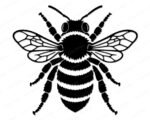 Black silhouette image of a bee shown from above, with fully spread wings featuring fine vein detail across each wing panel. The bee has a heavily textured thorax with a fuzzy outline, clearly segmented abdomen with scalloped stripe markings, long multi-jointed legs, and detailed antennae. This bee svg vector clipart is rendered in solid black with clean outlines on a transparent background, capturing the anatomy of a honeybee in precise detail.