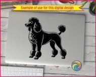 A detailed black poodle clipart showing a full body side view of a standard poodle in a classic show continental haircut. The poodle stands proud and alert, facing left, with a fluffy rounded top knot, curly chest fur, pom pom anklets on all four legs and a curved tail with a pom at the tip. Detailed poodle silhouette png and svg vector on a transparent background.