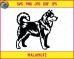 Black silhouette image of a standing Alaskan Malamute dog shown in full side profile. The malamute has a thick, detailed coat with layered fur texture across the chest, back, and legs. The tail curls up and over the back in the classic malamute curl. This malamute svg clipart vector is rendered in solid black on a transparent background with clean outlines and fine fur detail throughout the cut file image.