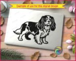Black silhouette image of a Cavalier King Charles Spaniel standing in profile with long feathered ears, a fluffy curved tail, and detailed fur markings across its back and chest. This Cavalier King Charles Spaniel design shows the dog looking forward with soft rounded eyes and a gentle expression. The Cavalier King Charles Spaniel cut file has clean outlines suited for svg and png digital projects, shown as a transparent vector clipart graphic.