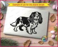 Black silhouette image of a Cavalier King Charles Spaniel standing in profile with long feathered ears, a fluffy curved tail, and detailed fur markings across its back and chest. This Cavalier King Charles Spaniel design shows the dog looking forward with soft rounded eyes and a gentle expression. The Cavalier King Charles Spaniel cut file has clean outlines suited for svg and png digital projects, shown as a transparent vector clipart graphic.