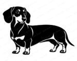 Black silhouette image of a dachshund standing in full profile, showing a long body, short legs, floppy ears, and a detailed face with fine line markings around the eyes and nose. This sausage dog and wiener dog design is a minimalist outline style vector clipart, ideal as an svg or png cut file, shown as a transparent digital graphic with clean smooth edges throughout.
