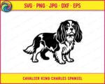Black silhouette image of a Cavalier King Charles Spaniel standing in profile with long feathered ears, a fluffy curved tail, and detailed fur markings across its back and chest. This Cavalier King Charles Spaniel design shows the dog looking forward with soft rounded eyes and a gentle expression. The Cavalier King Charles Spaniel cut file has clean outlines suited for svg and png digital projects, shown as a transparent vector clipart graphic.