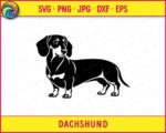Black silhouette image of a dachshund standing in full profile, showing a long body, short legs, floppy ears, and a detailed face with fine line markings around the eyes and nose. This sausage dog and wiener dog design is a minimalist outline style vector clipart, ideal as an svg or png cut file, shown as a transparent digital graphic with clean smooth edges throughout.