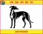 Black silhouette image of a greyhound standing in profile with a long slender neck, arched back, thin legs, and a curved tail. The design shows fine linework detailing the muscle tone and short coat typical of a whippet or italian greyhound. This vector cut file has a minimalist outline style, ideal as digital clipart, shown on a transparent background in svg and png format.