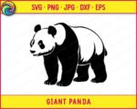 Black silhouette image of a Giant Panda bear walking forward in a natural, grounded stance. The Giant Panda is shown in full body view with thick, textured fur across the torso and legs, distinct dark patches around the eyes, large rounded ears, and heavy chunky paws. The Giant Panda's body is solid and stocky, with detailed fur lines suggesting depth and weight. A clean panda bear svg vector clipart image on a transparent background.