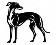 Black silhouette image of a greyhound standing in profile with a long slender neck, arched back, thin legs, and a curved tail. The design shows fine linework detailing the muscle tone and short coat typical of a whippet or italian greyhound. This vector cut file has a minimalist outline style, ideal as digital clipart, shown on a transparent background in svg and png format.
