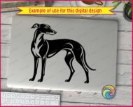 Black silhouette image of a greyhound standing in profile with a long slender neck, arched back, thin legs, and a curved tail. The design shows fine linework detailing the muscle tone and short coat typical of a whippet or italian greyhound. This vector cut file has a minimalist outline style, ideal as digital clipart, shown on a transparent background in svg and png format.