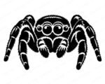 Black silhouette image of a jumping spider shown from the front, with eight large round eyes arranged across the top of the cephalothorax - four big eyes in the center and smaller eyes on each side. The jumping spider has thick, heavily textured hairy legs spread wide in a symmetrical pose, with detailed layered fur markings on every leg segment. The body is broad and compact, typical of a jumping spider, with visible fang-like pedipalps at the front. A bold black vector clipart png on a transparent background.