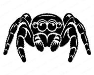 Black silhouette image of a jumping spider shown from the front, with eight large round eyes arranged across the top of the cephalothorax - four big eyes in the center and smaller eyes on each side. The jumping spider has thick, heavily textured hairy legs spread wide in a symmetrical pose, with detailed layered fur markings on every leg segment. The body is broad and compact, typical of a jumping spider, with visible fang-like pedipalps at the front. A bold black vector clipart png on a transparent background.