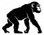 Black silhouette image of a chimpanzee walking on all fours, shown from a side profile view. This clean vector outline captures the natural shape of the jungle chimp with detailed fur texture along its back and head. The solid black shape is isolated, creating a minimalist jungle monkey ape silhouette. Perfect as a digital stencil, cut file, png, or svg clipart.