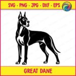 Black silhouette image of a great dane standing in side profile and turning its head to look back. This pet dog portrait shows the athletic build of the giant dog breed, with cropped ears, a strong chest, and a long tail. The graphic uses solid black shapes and negative space highlights for muscle detail. It is a clean vector outline on a transparent background, ideal as a cut file.