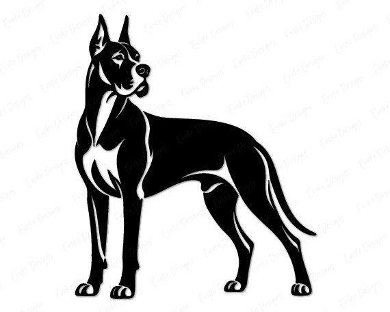 Black silhouette image of a great dane standing in side profile and turning its head to look back. This pet dog portrait shows the athletic build of the giant dog breed, with cropped ears, a strong chest, and a long tail. The graphic uses solid black shapes and negative space highlights for muscle detail. It is a clean vector outline on a transparent background, ideal as a cut file.