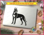 Black silhouette image of a great dane standing in side profile and turning its head to look back. This pet dog portrait shows the athletic build of the giant dog breed, with cropped ears, a strong chest, and a long tail. The graphic uses solid black shapes and negative space highlights for muscle detail. It is a clean vector outline on a transparent background, ideal as a cut file.